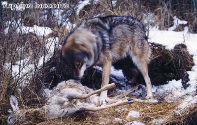 Хижаки Полісся: вовки, рисі та інші хижі тварини заповідника