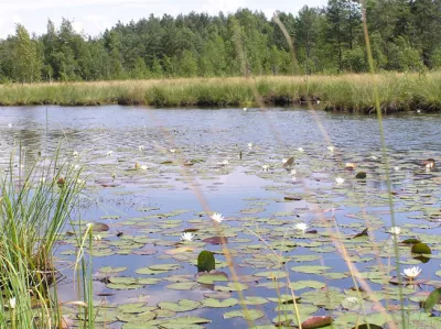 Природний заповідник Полісся: унікальний куточок природи Житомирщини