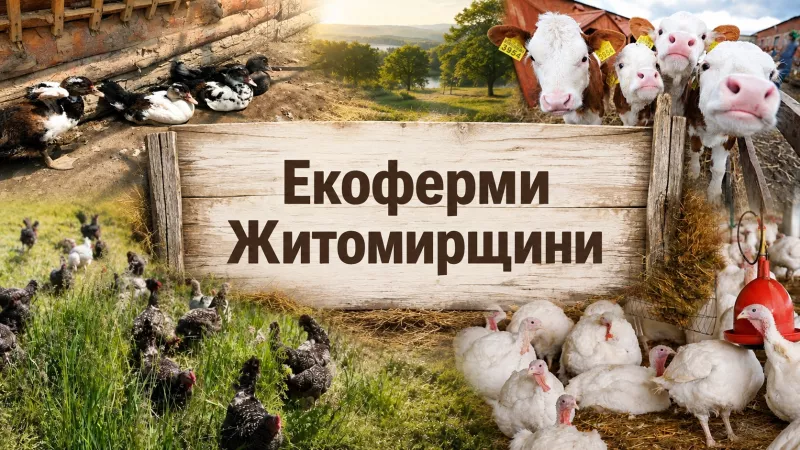 Екотуризм на Житомирщині: топ ферм для сімейного відпочинку на вихідних