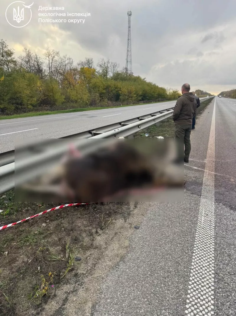 ​У Брусилівській громаді насмерть збили червонокнижного лося