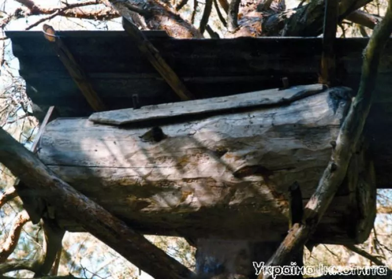 Бортники Полісся відроджують стародавнє ремесло бджільництва