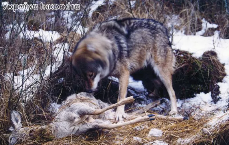 Хижаки Полісся: вовки, рисі та інші хижі тварини заповідника