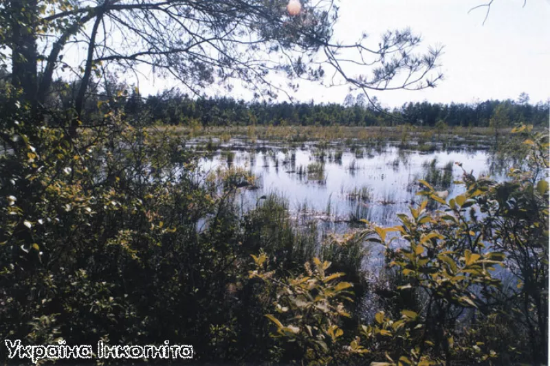 Природні скарби Поліського заповідника: унікальні ліси та болота Житомирщини