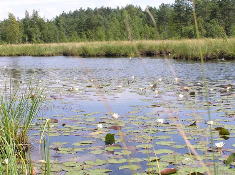 Природний заповідник Полісся: унікальний куточок природи Житомирщини