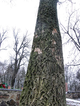 Коркове дерево