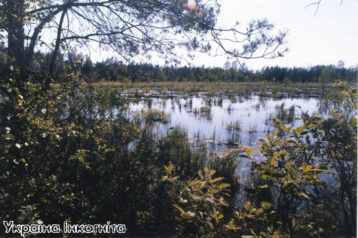Земля, яка пам'ятає лід: унікальні ліси та болота Житомирщини